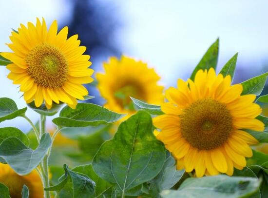 向日葵有毒嗎，向日葵能放在室內(nèi)嗎/無毒可以放