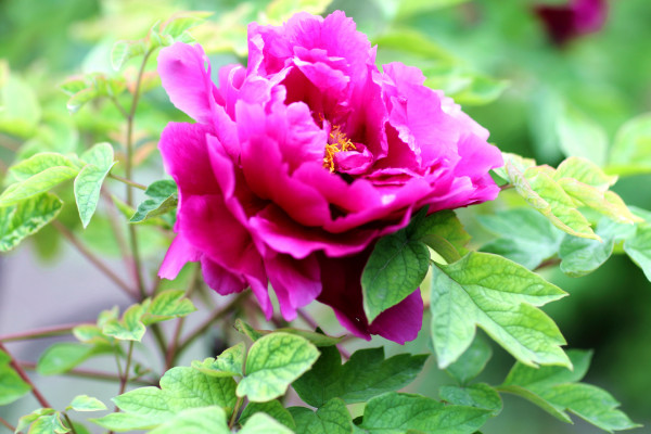 牡丹是木本還是草本