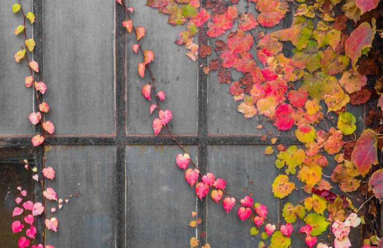 心葉常春藤的養(yǎng)殖方法，環(huán)境濕度很重要