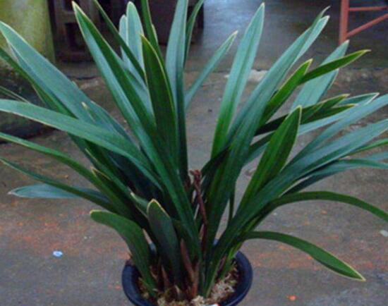 蘭花的種類有哪些，蘭花品種及圖片大全