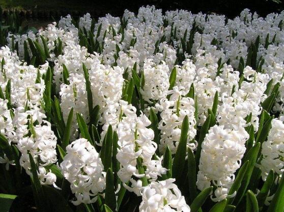 風信子的養(yǎng)殖方法和注意事項，6個步驟幫你養(yǎng)好風信子