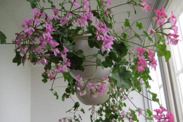 垂吊天竺葵養(yǎng)殖方法，讓植株迅速爆盆的5大技巧