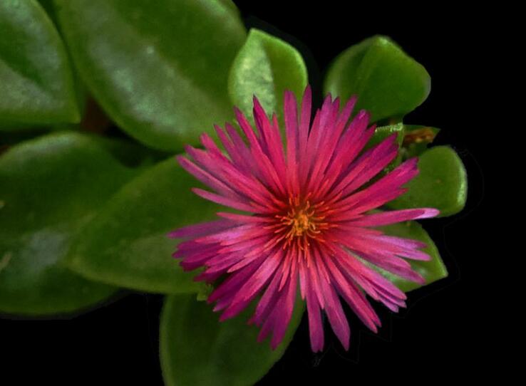 牡丹吊蘭可以水培嗎，可以/但是要及時的換水