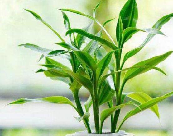水培的富貴竹葉子發(fā)黃，教你四種解決好辦法(生長碧綠)