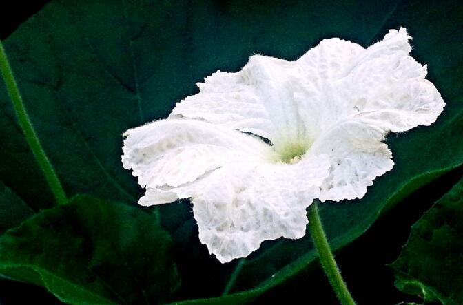 夕顏花是牽?；▎?，不是/夕顏花是一種比較凄涼的花朵