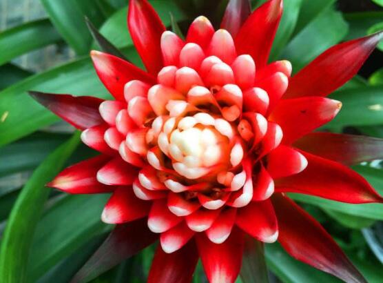 鴻運(yùn)當(dāng)頭的品種，鴻運(yùn)當(dāng)頭最出名的七個(gè)品種