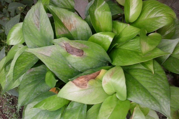 綠蘿葉子發(fā)黑怎么辦，可提高溫度或保證通風