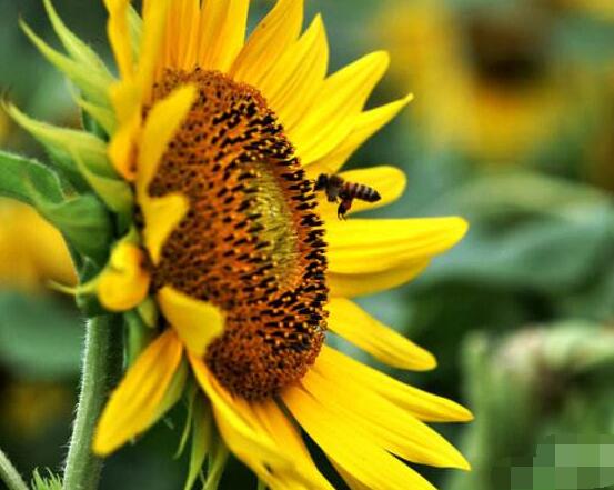 向日葵在風水中怎么說，財源滾滾、化解煞氣