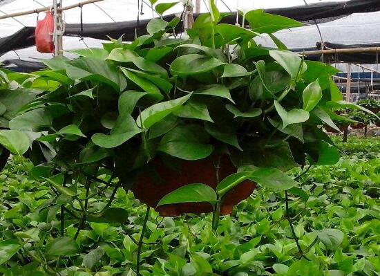 茶葉水可以澆綠蘿嗎，綠蘿澆什么水長得快