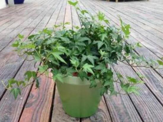 常春藤爛根怎么辦，常春藤爛根的原因及處理方法