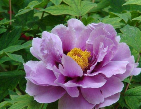 家庭盆栽牡丹花怎么養(yǎng)護，老農總結六個要點促進花大色艷