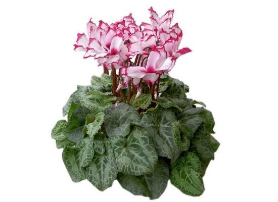 仙客來(lái)開花后怎么養(yǎng)，仙客來(lái)花的養(yǎng)護(hù)技巧