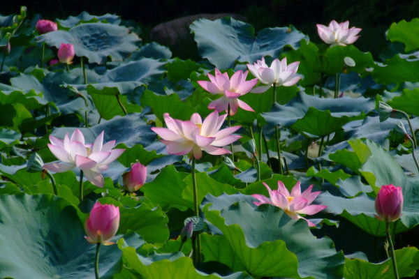 荷花什么時(shí)候開(kāi)，夏季6~9月綻放