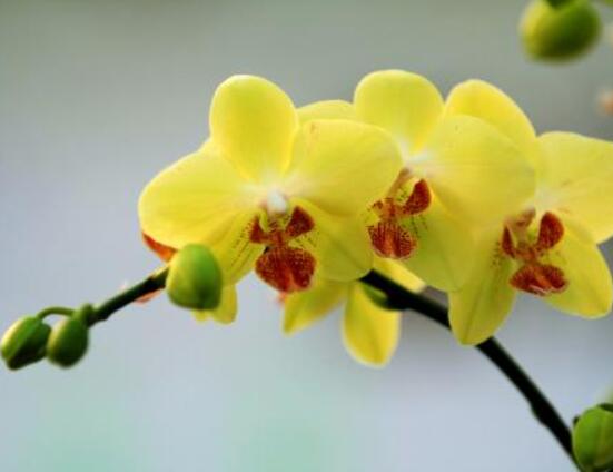 蝴蝶蘭開(kāi)花前怎么養(yǎng)護(hù)，教你五種好方法花開(kāi)的茂盛