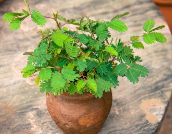 含羞草有什么功能，趣味性十足、預(yù)測(cè)天氣、凈化空氣