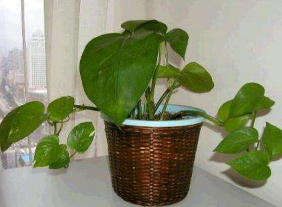 綠蘿怎么養(yǎng)，綠蘿養(yǎng)殖方法與注意事項