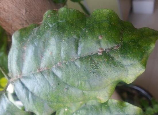 幸福樹長蟲子怎么辦，幸福樹常見病蟲害防治