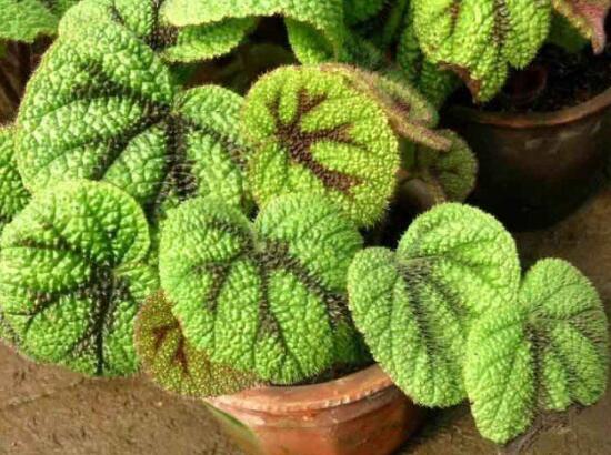 海棠花有哪些品種，海棠花品種大全大圖