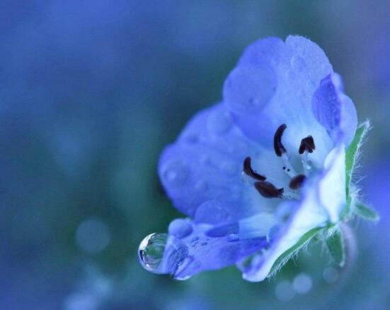 蝴蝶蘭開(kāi)花養(yǎng)護(hù)要點(diǎn)，教你做好五個(gè)必要的養(yǎng)護(hù)條件(缺一不可)