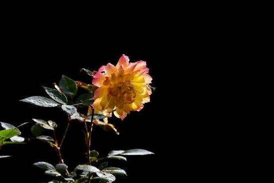 月季水插方法詳解，做好六點(diǎn)簡(jiǎn)單基本步驟生根發(fā)芽快/存活率高