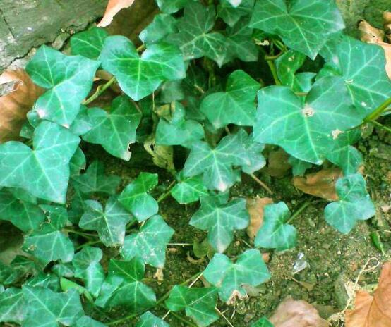 常春藤用淺盆還是深盆，深、淺盆都合適