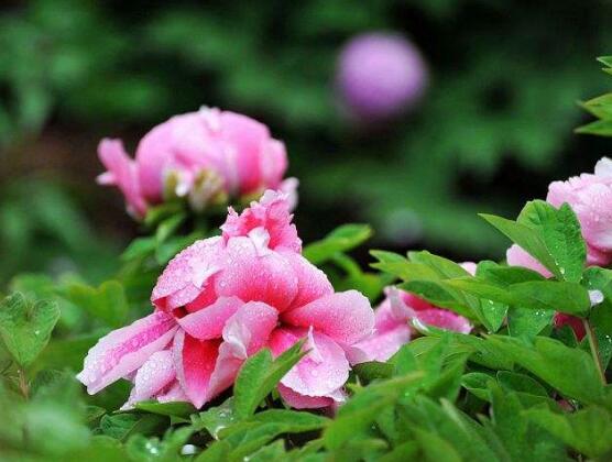 牡丹花怎么養(yǎng)，牡丹花養(yǎng)殖方法