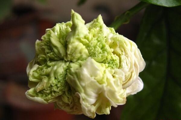 虎頭茉莉怎么澆水，掌握三大澆水要點(diǎn)