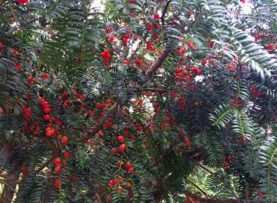 紅豆杉怎么施肥，遠(yuǎn)離根部施薄肥