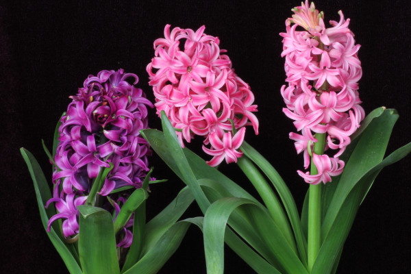 風(fēng)信子和水仙的區(qū)別，花朵/球莖/葉片/價(jià)值不同