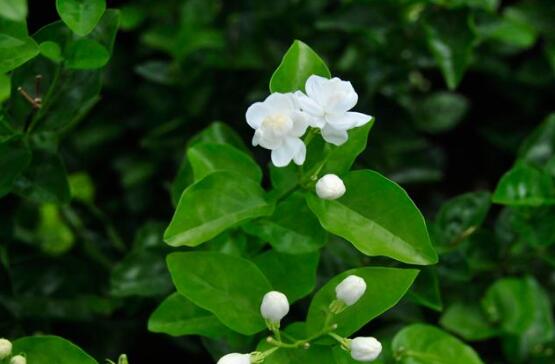 盆栽茉莉花怎么施肥，做好五點(diǎn)就能生長(zhǎng)郁郁蔥蔥