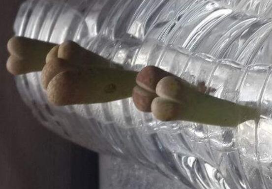 生石花怎么水培，教你四個(gè)基本步驟快速水培生根