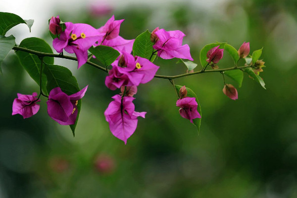 三葉梅的養(yǎng)殖方法和注意事項(xiàng)，每年春季要換土換盆