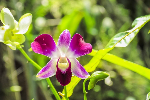 送蘭花代表什么意思，品格高尚/愛國/健康等