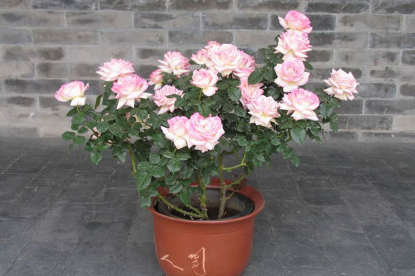 盆栽月季花的養(yǎng)殖方法，保證每天6小時(shí)的光照時(shí)間