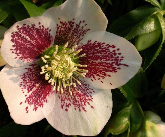 薔薇花的花語大全，細(xì)數(shù)薔薇花九大品種花語