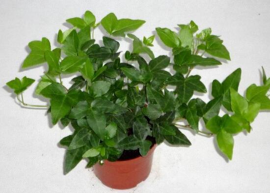 常春藤爛根怎么辦，常春藤爛根的原因及處理方法