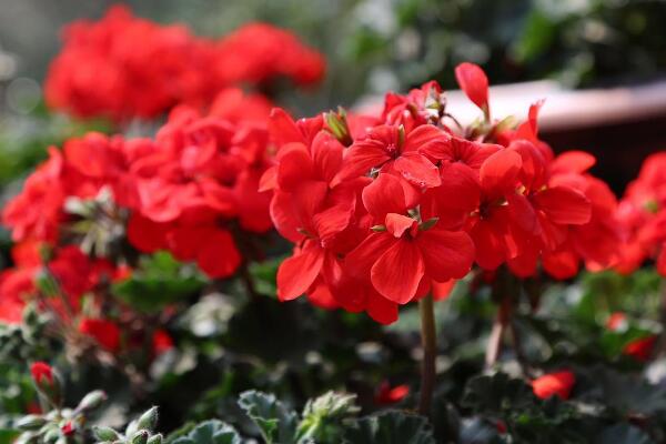 天竺葵扦插繁殖方法，扦插的具體步驟講解