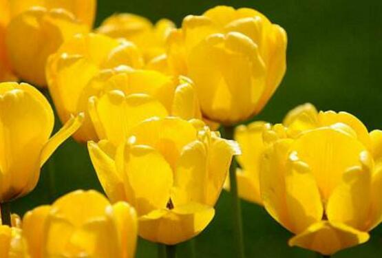 郁金香品種，郁金香七大品種百花齊放