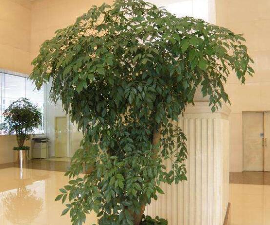 幸福樹(shù)病蟲(chóng)害，盤(pán)點(diǎn)最常見(jiàn)的四種病蟲(chóng)害防治大全