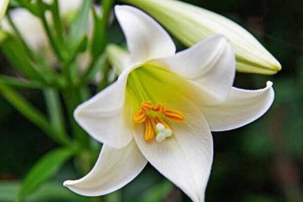 香水百合有毒嗎，花朵無毒但花香有微毒