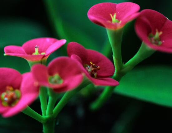 虎刺梅黃葉怎么辦，多半是施肥和修剪不當引起的