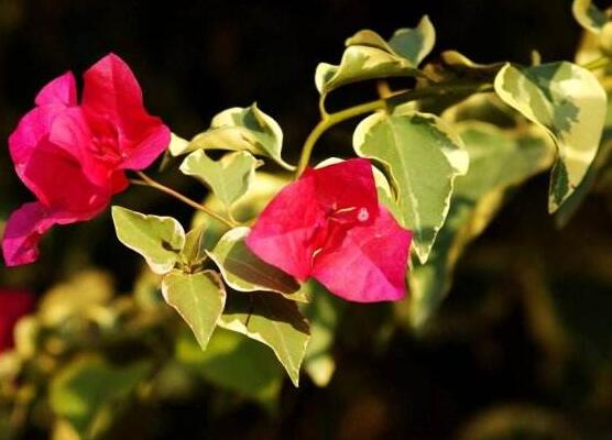 三角梅品種,細(xì)數(shù)三角梅最好看的八大品種