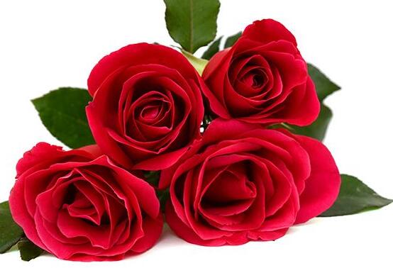 玫瑰花怎么養(yǎng)，玫瑰花養(yǎng)殖方法