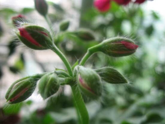 天竺葵花苞干枯怎么辦，老農(nóng)總結(jié)三種最常見解決方法