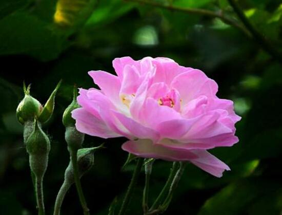 薔薇花有毒嗎，薔薇花可以種植在室內(nèi)嗎