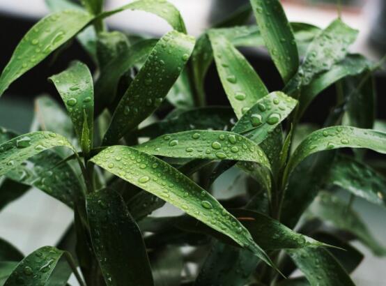 富貴竹放臥室哪里最好，盤點臥室最好的五個擺放位置