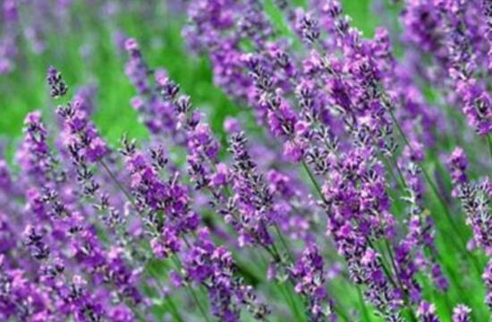 薰衣草葉子干枯怎么辦，教你正確的補(bǔ)救方法