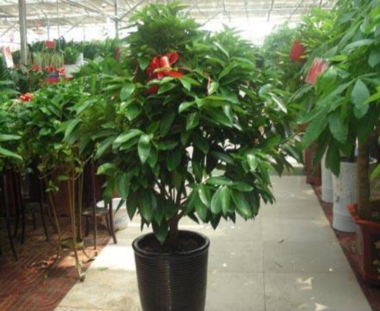 平安樹葉子發(fā)黃掉落怎么辦，教你四種解決辦法快速恢復(fù)生機(jī)