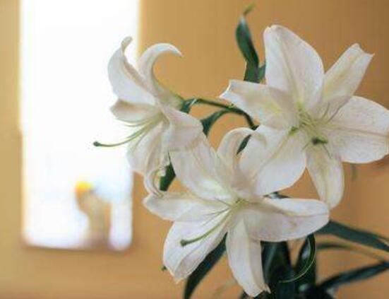 香水百合和百合的區(qū)別，教你三種區(qū)別方法(出生/株型/花語)