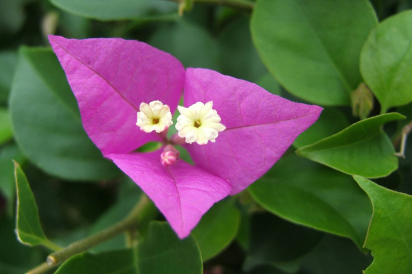 三角梅掉葉子怎么回事，光線太弱/施肥不當(dāng)/病蟲害